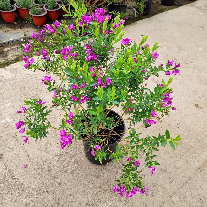 豆蔻花盆栽早春开多年生四季植物好养易成活室外阳台露天
