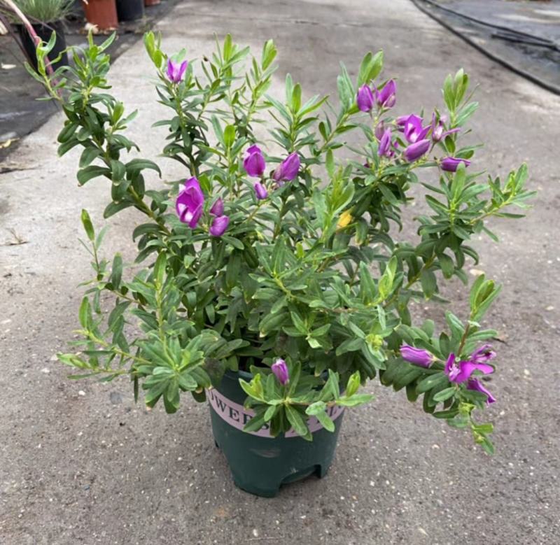 豆蔻花盆栽早春开多年生四季植物好养易成活室外阳台露天
