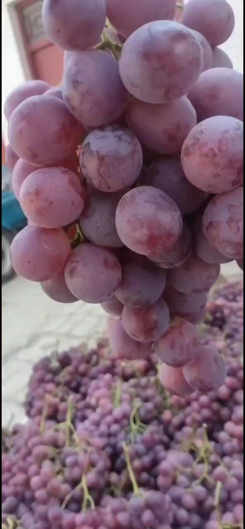 礼泉精品红提葡萄产地，高山地区优质红提葡萄产地。实力诚信