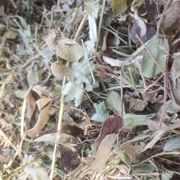 2024年花生秧草料牛羊马饲料，无土无膜无霉变