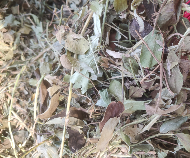 2024年花生秧草料，牛羊马饲料，无土无膜无霉变