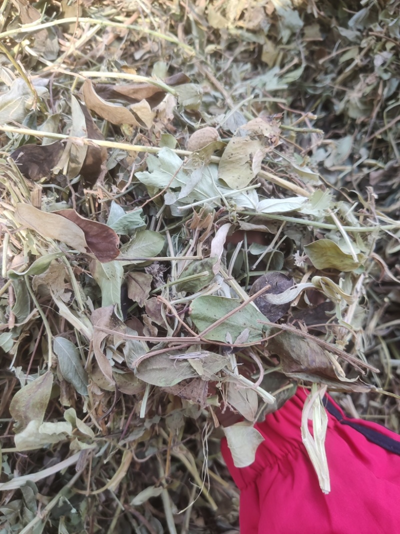 2024年花生秧草料，牛羊马饲料，无土无膜无霉变