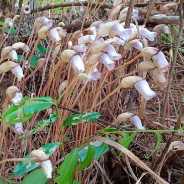 野菰芦苇花真官花