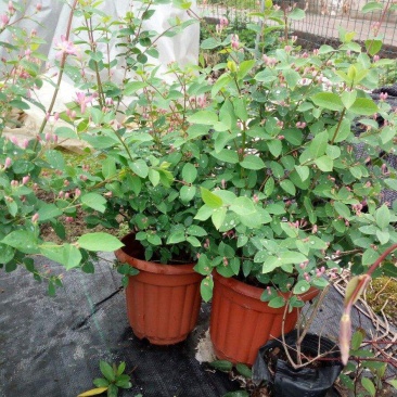 新品木本蓝叶忍冬盆栽阳台庭院开花多年生忍冬花耐寒耐热带花