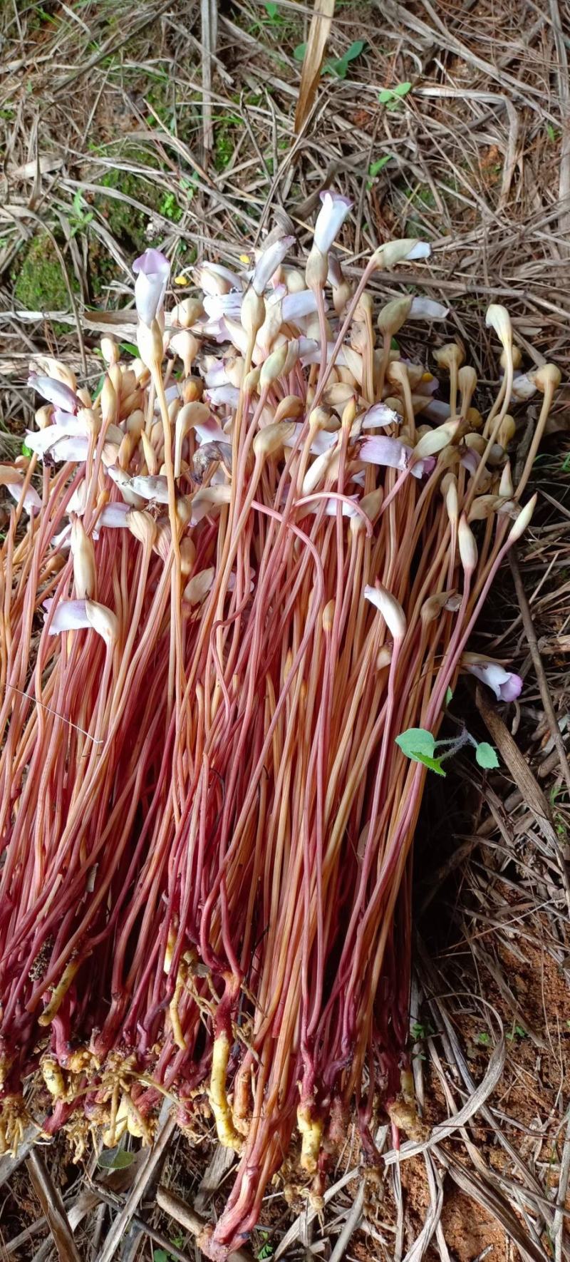 野菰芦苇花真官花