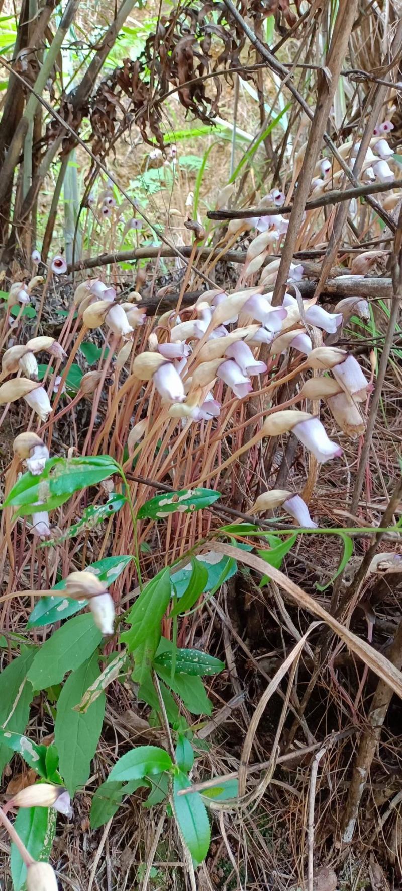 野菰芦苇花真官花