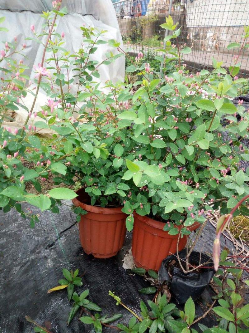 新品木本蓝叶忍冬盆栽阳台庭院开花多年生忍冬花耐寒耐热带花