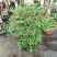 新品木本蓝叶忍冬盆栽阳台庭院开花多年生忍冬花耐寒耐热带花