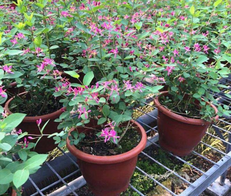 新品木本蓝叶忍冬盆栽阳台庭院开花多年生忍冬花耐寒耐热带花