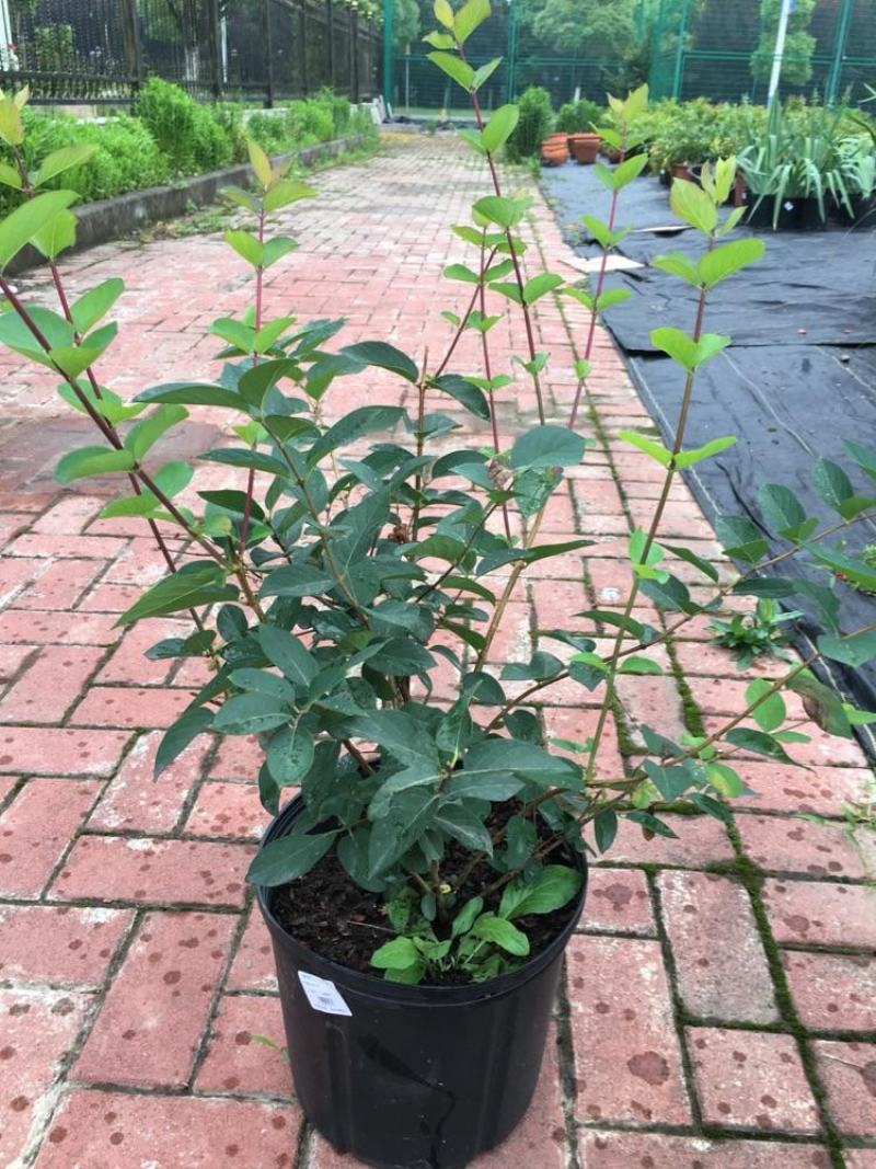新品木本蓝叶忍冬盆栽阳台庭院开花多年生忍冬花耐寒耐热带花