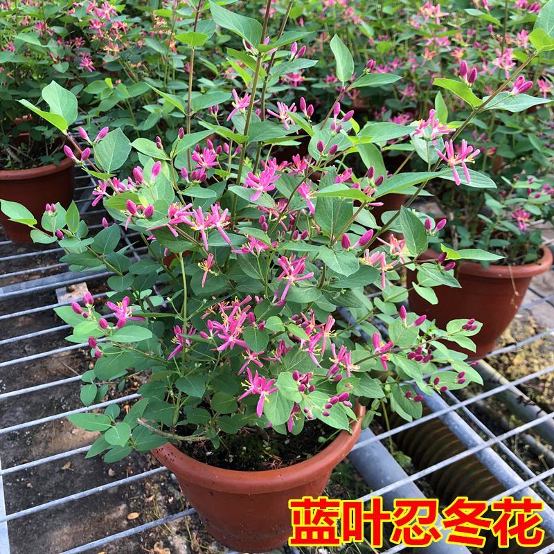 新品木本蓝叶忍冬盆栽阳台庭院开花多年生忍冬花耐寒耐热带花