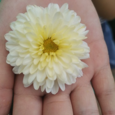北京菊