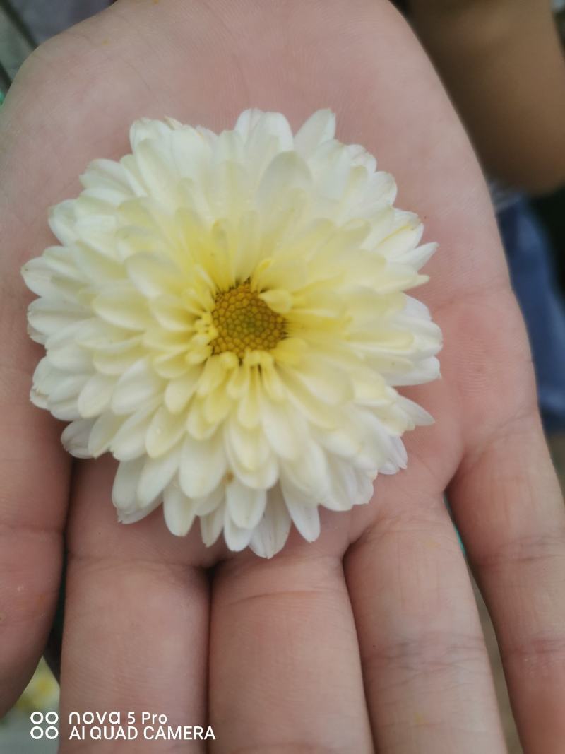 北京菊