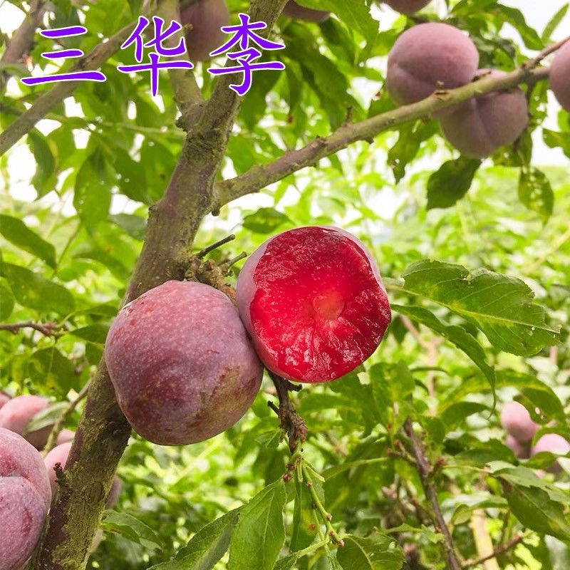 【新品种】红心李子苗山东苗三华李李子苗保活早熟