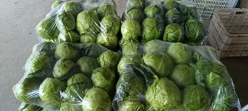 东台精品甘蓝