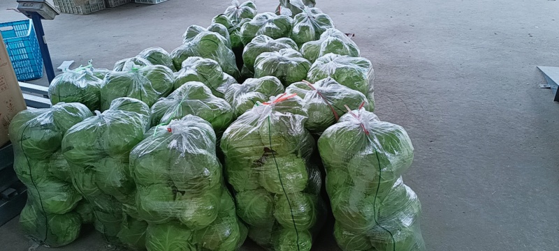 东台精品甘蓝