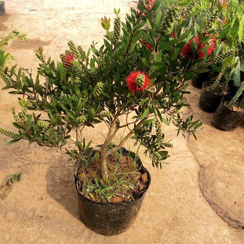 多花红千层庭院花卉垂花红千层盆栽串钱柳花园绿化阳台花苗