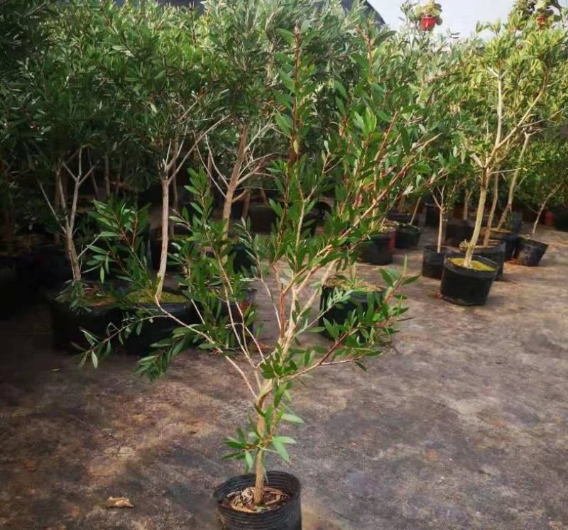 多花红千层庭院花卉垂花红千层盆栽串钱柳花园绿化阳台花苗