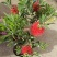 多花红千层庭院花卉垂花红千层盆栽串钱柳花园绿化阳台花苗