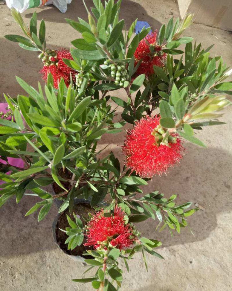 多花红千层庭院花卉垂花红千层盆栽串钱柳花园绿化阳台花苗