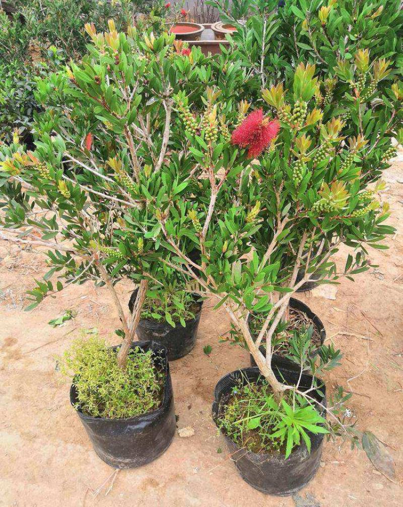 多花红千层庭院花卉垂花红千层盆栽串钱柳花园绿化阳台花苗