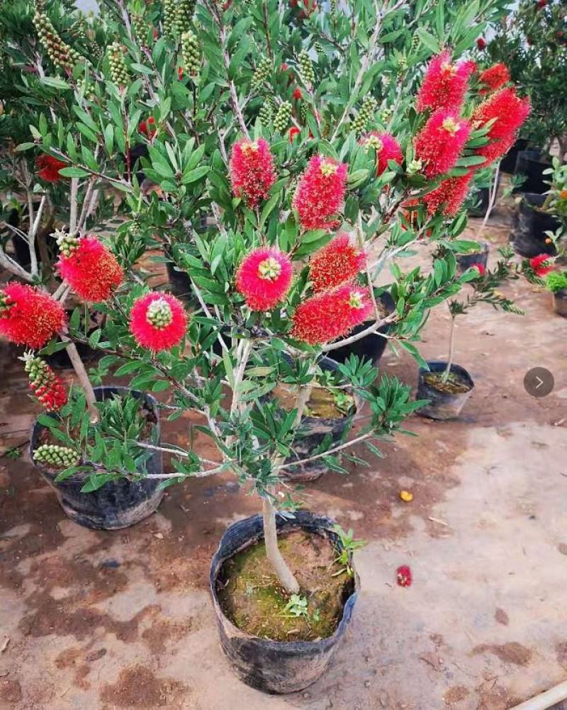 多花红千层庭院花卉垂花红千层盆栽串钱柳花园绿化阳台花苗