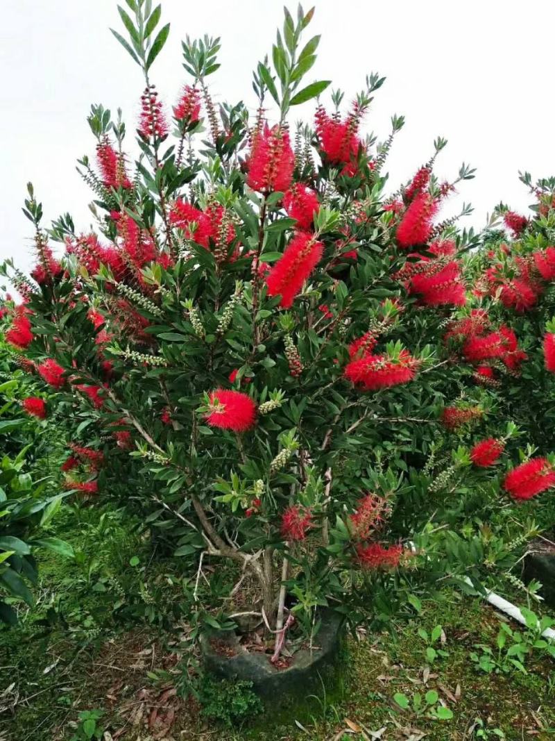 多花红千层庭院花卉垂花红千层盆栽串钱柳花园绿化阳台花苗