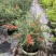 多花红千层庭院花卉垂花红千层盆栽串钱柳花园绿化阳台花苗