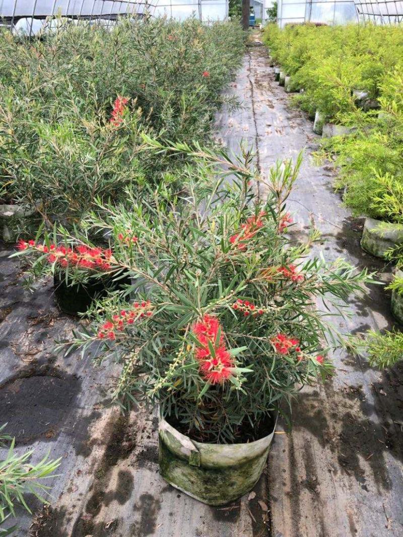 多花红千层庭院花卉垂花红千层盆栽串钱柳花园绿化阳台花苗