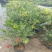 多花红千层庭院花卉垂花红千层盆栽串钱柳花园绿化阳台花苗