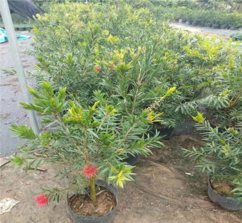 多花红千层庭院花卉垂花红千层盆栽串钱柳花园绿化阳台花苗