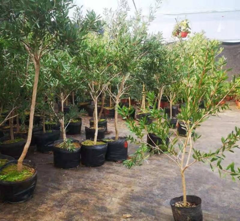 多花红千层庭院花卉垂花红千层盆栽串钱柳花园绿化阳台花苗