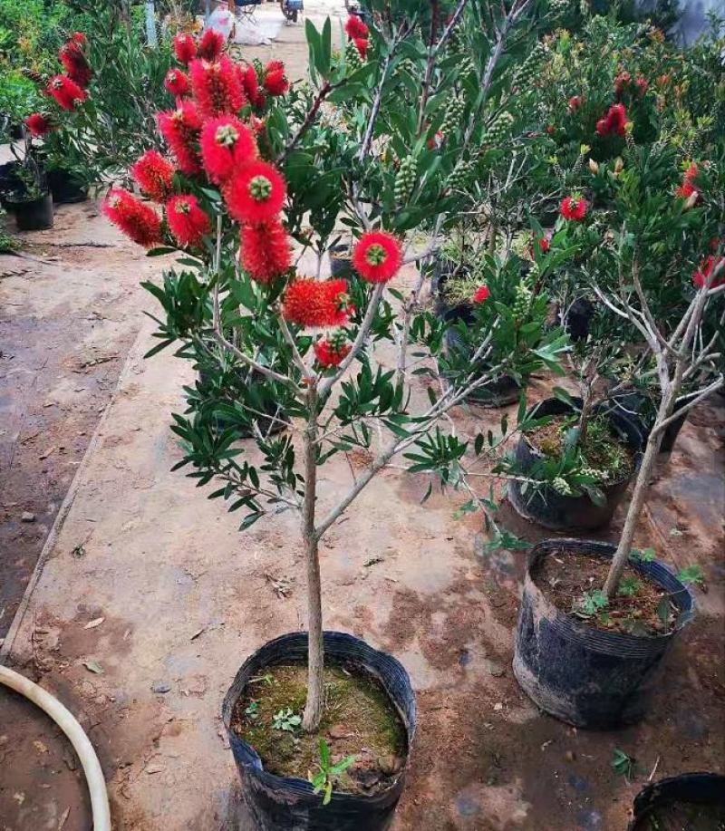 多花红千层庭院花卉垂花红千层盆栽串钱柳花园绿化阳台花苗