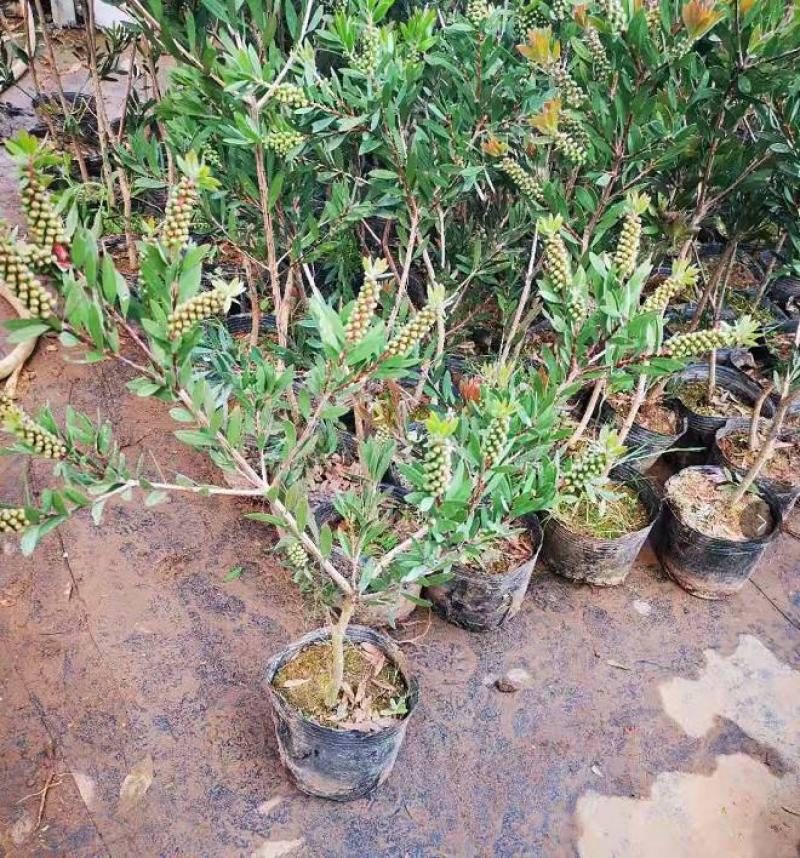 多花红千层庭院花卉垂花红千层盆栽串钱柳花园绿化阳台花苗