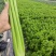 兰州高原夏季蔬菜