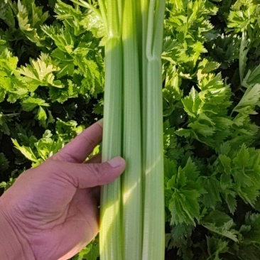 兰州高原夏季蔬菜