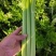 兰州高原夏季蔬菜