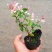 花叶络石盆栽阳台庭院好养植物五彩花卉室内彩叶垂吊