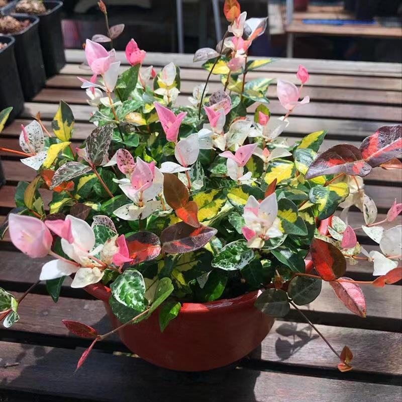 花叶络石盆栽阳台庭院好养植物五彩花卉室内彩叶垂吊