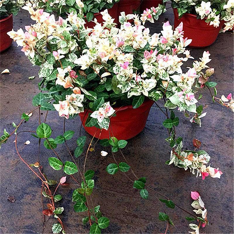 花叶络石盆栽阳台庭院好养植物五彩花卉室内彩叶垂吊