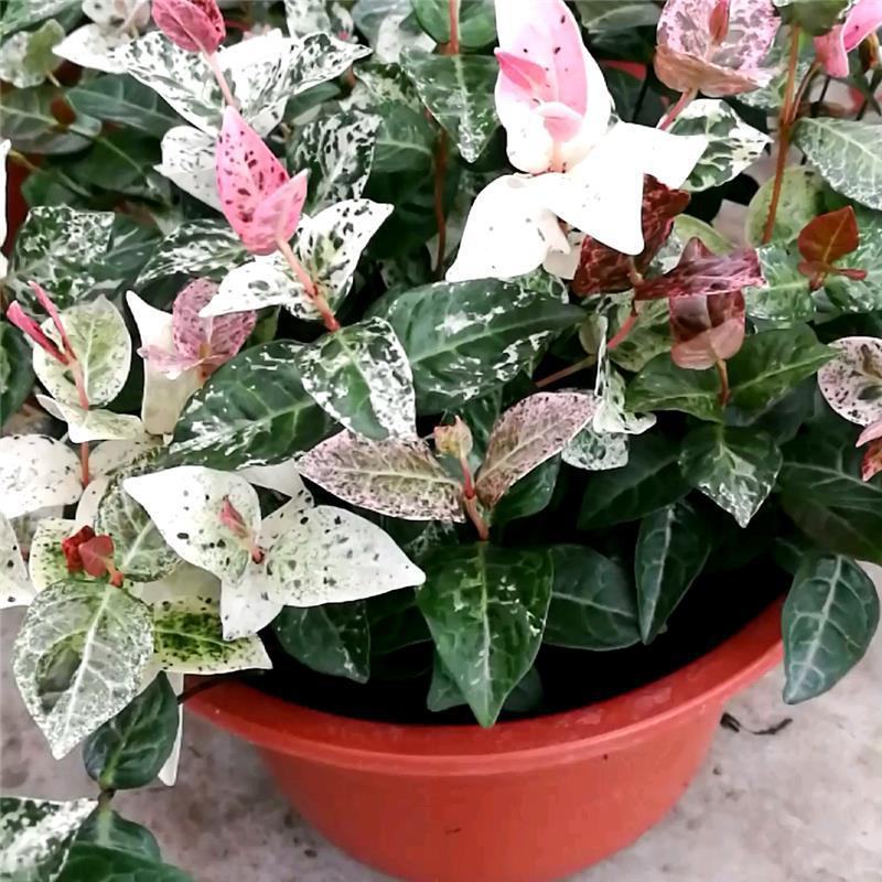 花叶络石盆栽阳台庭院好养植物五彩花卉室内彩叶垂吊