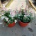 花叶络石盆栽阳台庭院好养植物五彩花卉室内彩叶垂吊