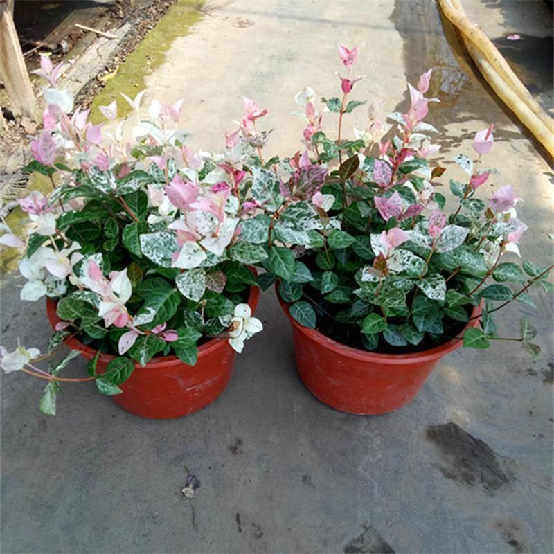 花叶络石盆栽阳台庭院好养植物五彩花卉室内彩叶垂吊