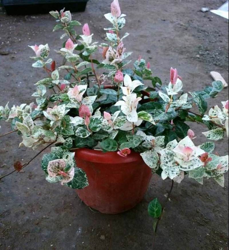 花叶络石盆栽阳台庭院好养植物五彩花卉室内彩叶垂吊