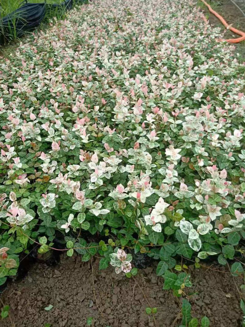 花叶络石盆栽阳台庭院好养植物五彩花卉室内彩叶垂吊
