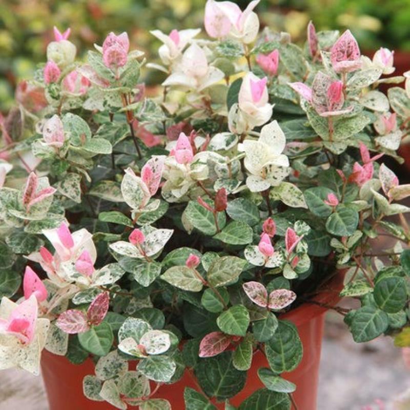 花叶络石盆栽阳台庭院好养植物五彩花卉室内彩叶垂吊