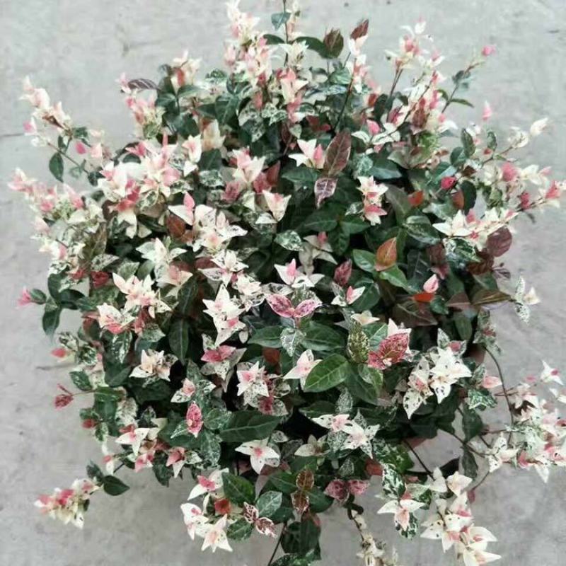 花叶络石盆栽阳台庭院好养植物五彩花卉室内彩叶垂吊