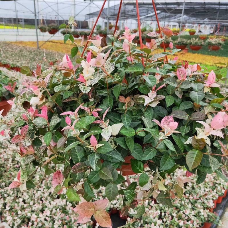 花叶络石盆栽阳台庭院好养植物五彩花卉室内彩叶垂吊