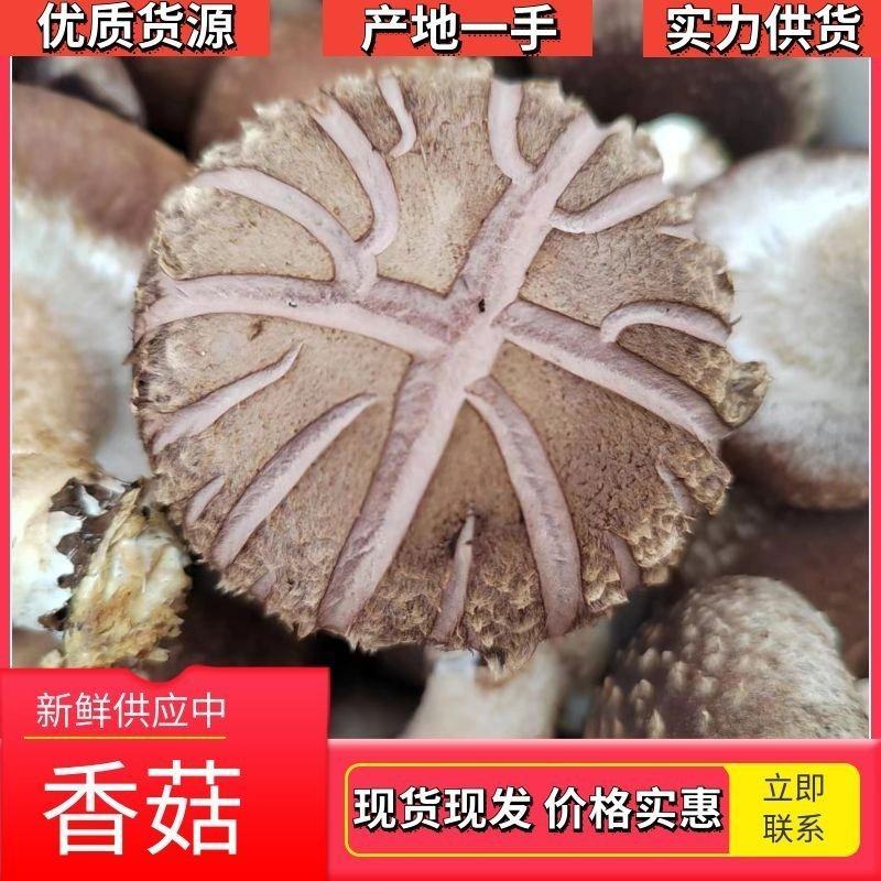 0912香菇基地直供质保四季香菇鲜香菇河北邢台保定货源稳