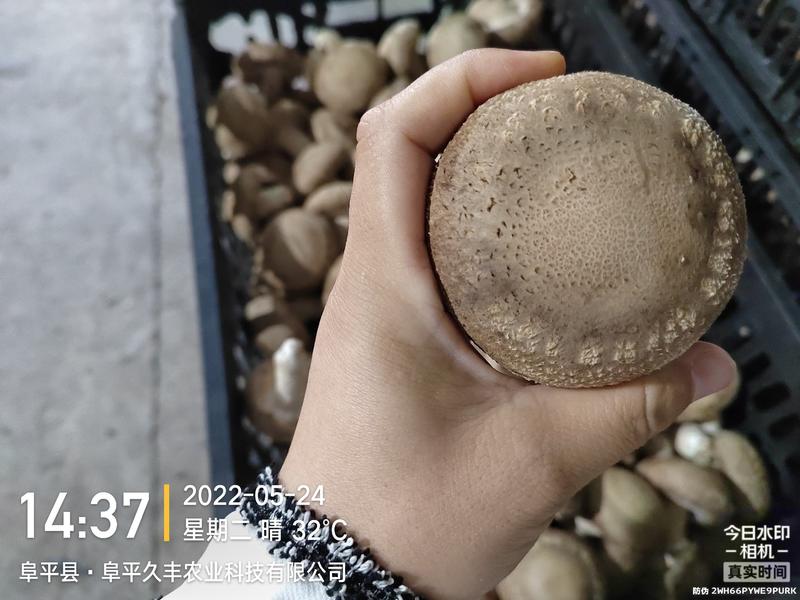 0912香菇基地直供质保四季香菇鲜香菇河北邢台保定货源稳